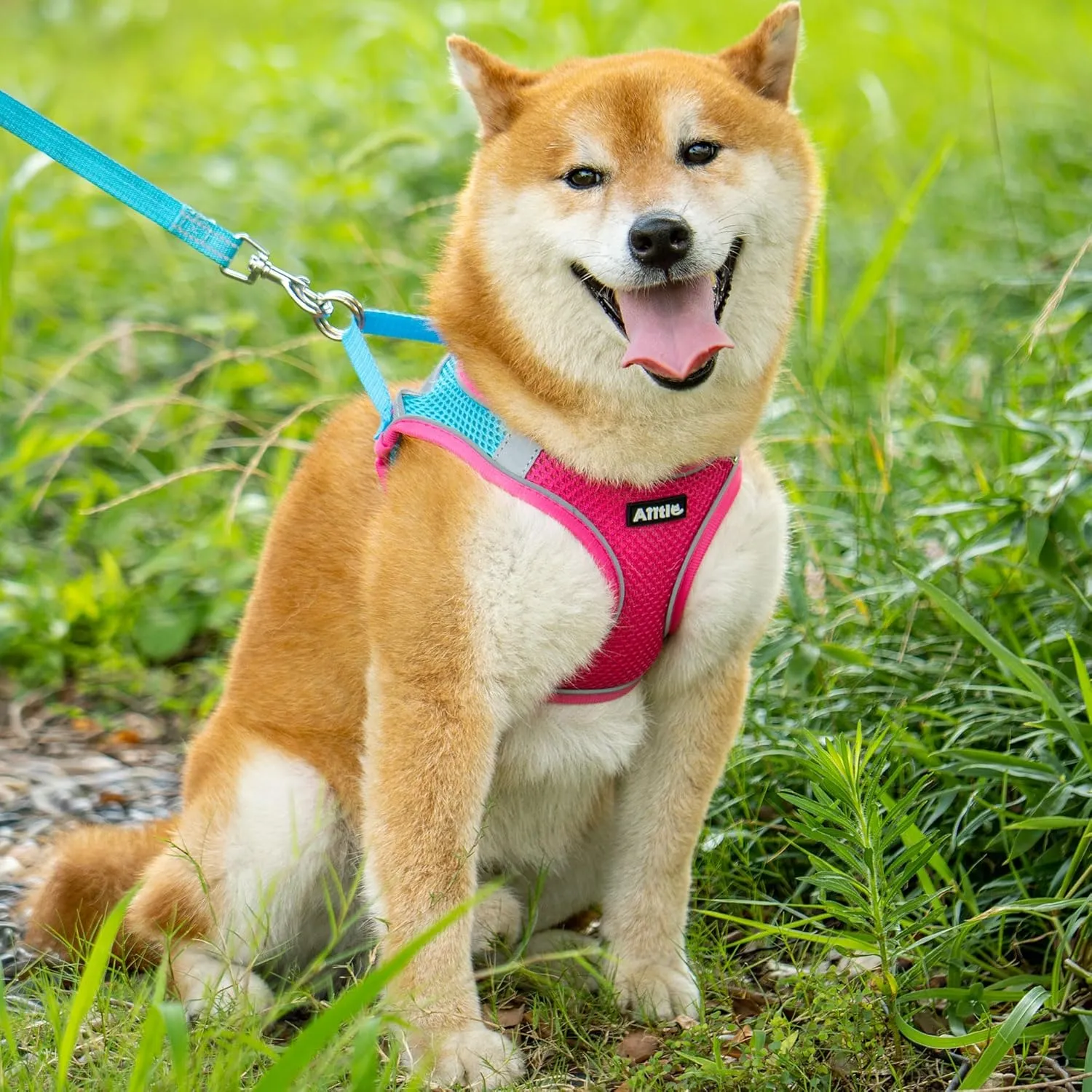 AIITLE No Pull Dog Harness and Leash Set, Step in Adjustable Dog Harness with Padded Vest for All Weather, Dog Leash with Soft Padded Handle, Easy to Put on Small and Medium Dogs Hot Pink S