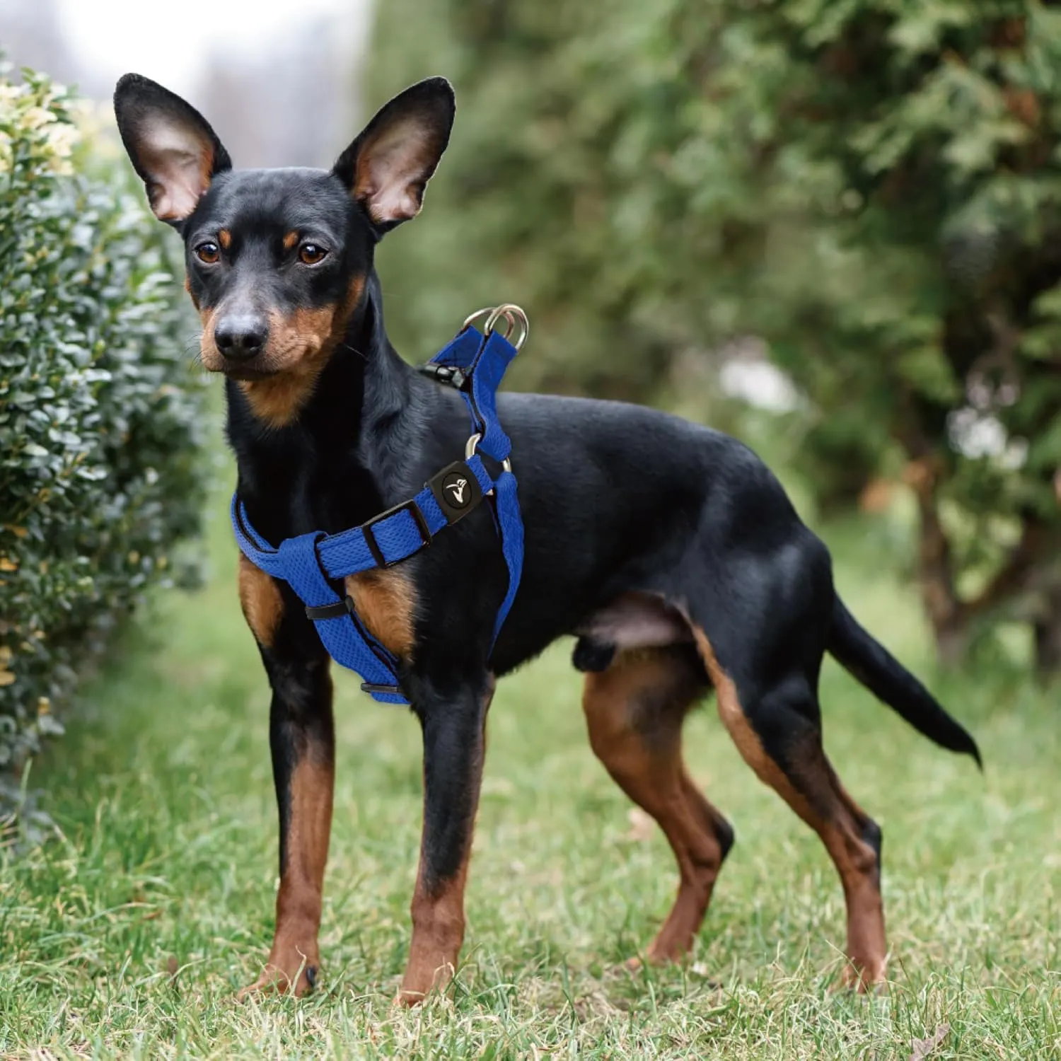 Kruz Original Heavy-Duty No Pull Dog Harness - Ultra Comfort, Lifetime Durability, Pet Harness for Small and Medium Dog Breeds (Mint Green, Medium)
