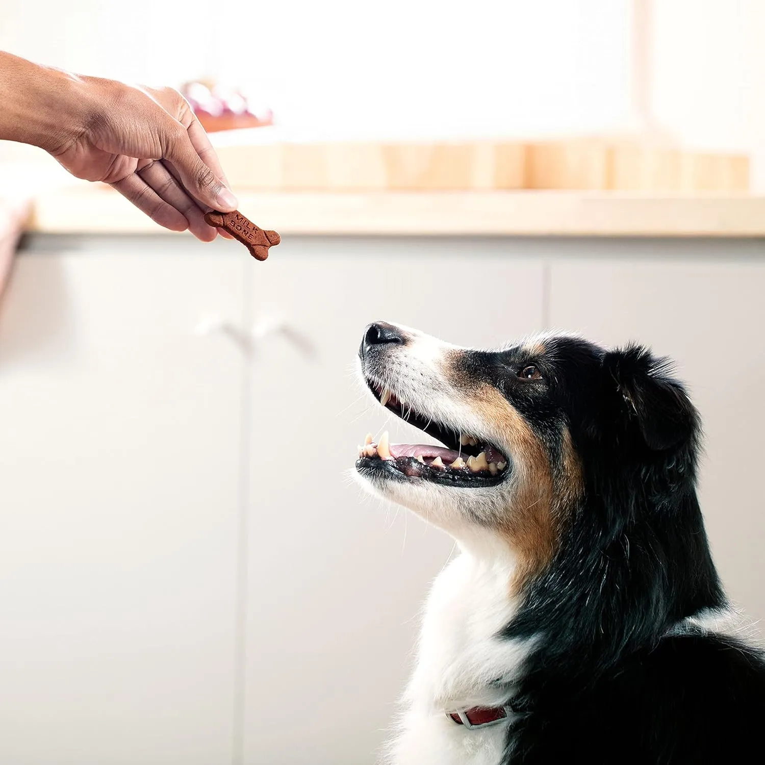 Milk-Bone Soft & Chewy Dog Treats Bundle: Chicken Recipe 25 Ounce   Real Bacon 25 Ounce