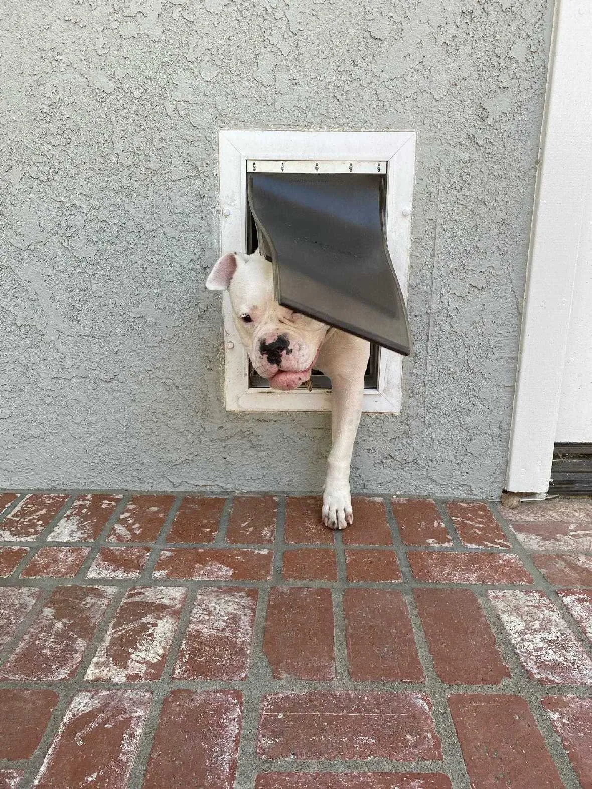 PetSafe Wall Entry Pet Door