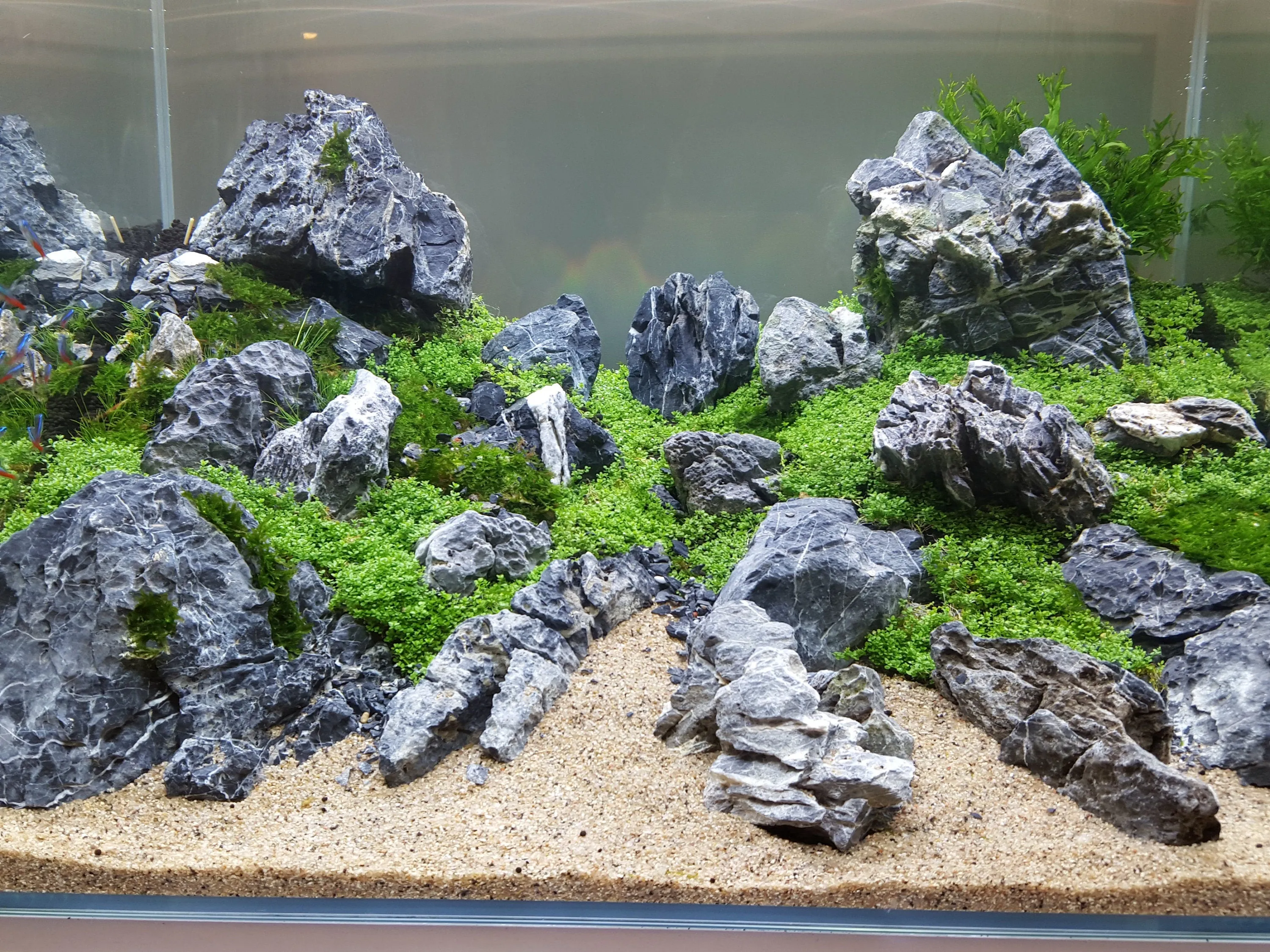 Seiryu Stone Freshwater Mixed Sizes