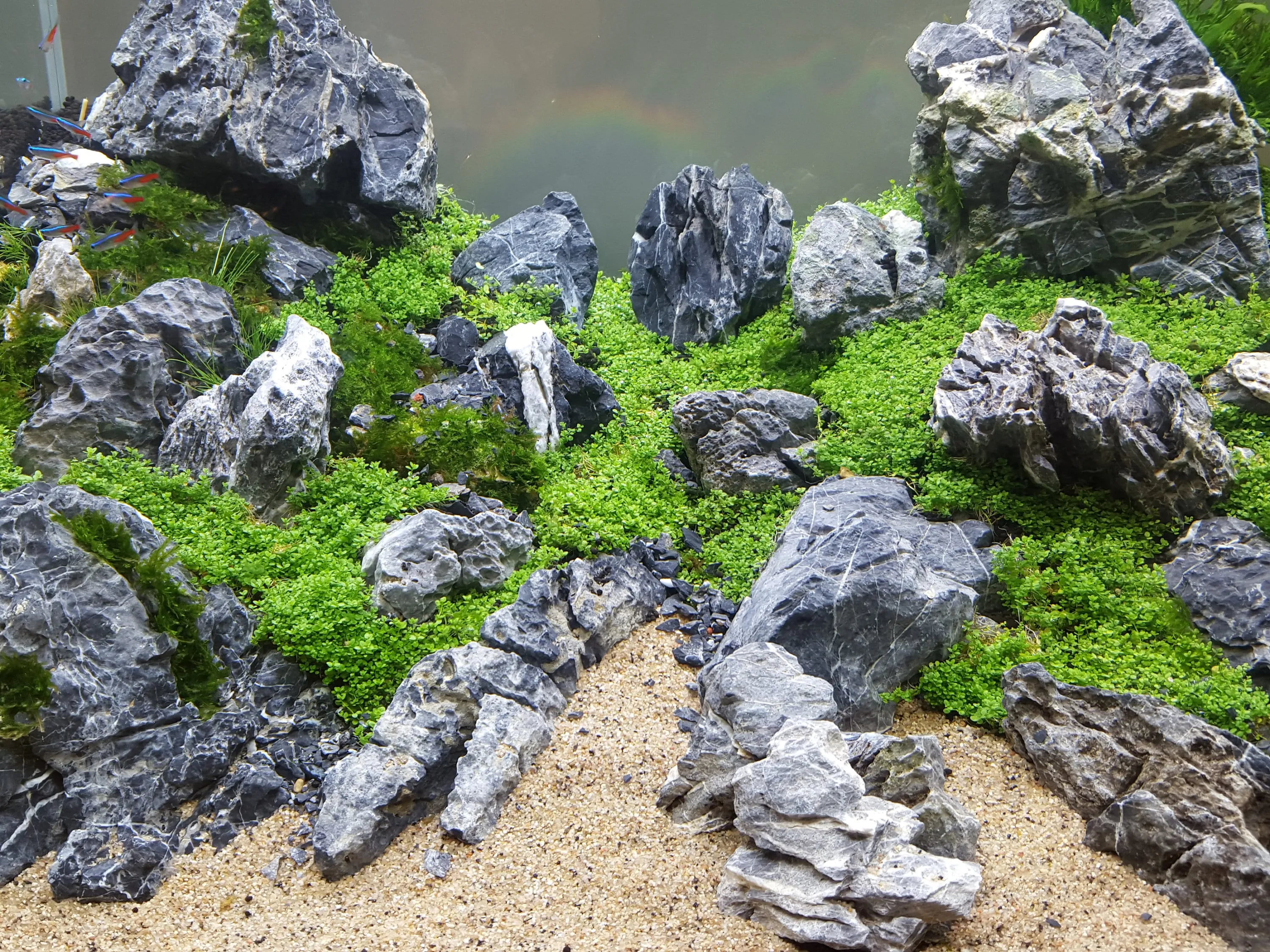 Seiryu Stone Freshwater Mixed Sizes