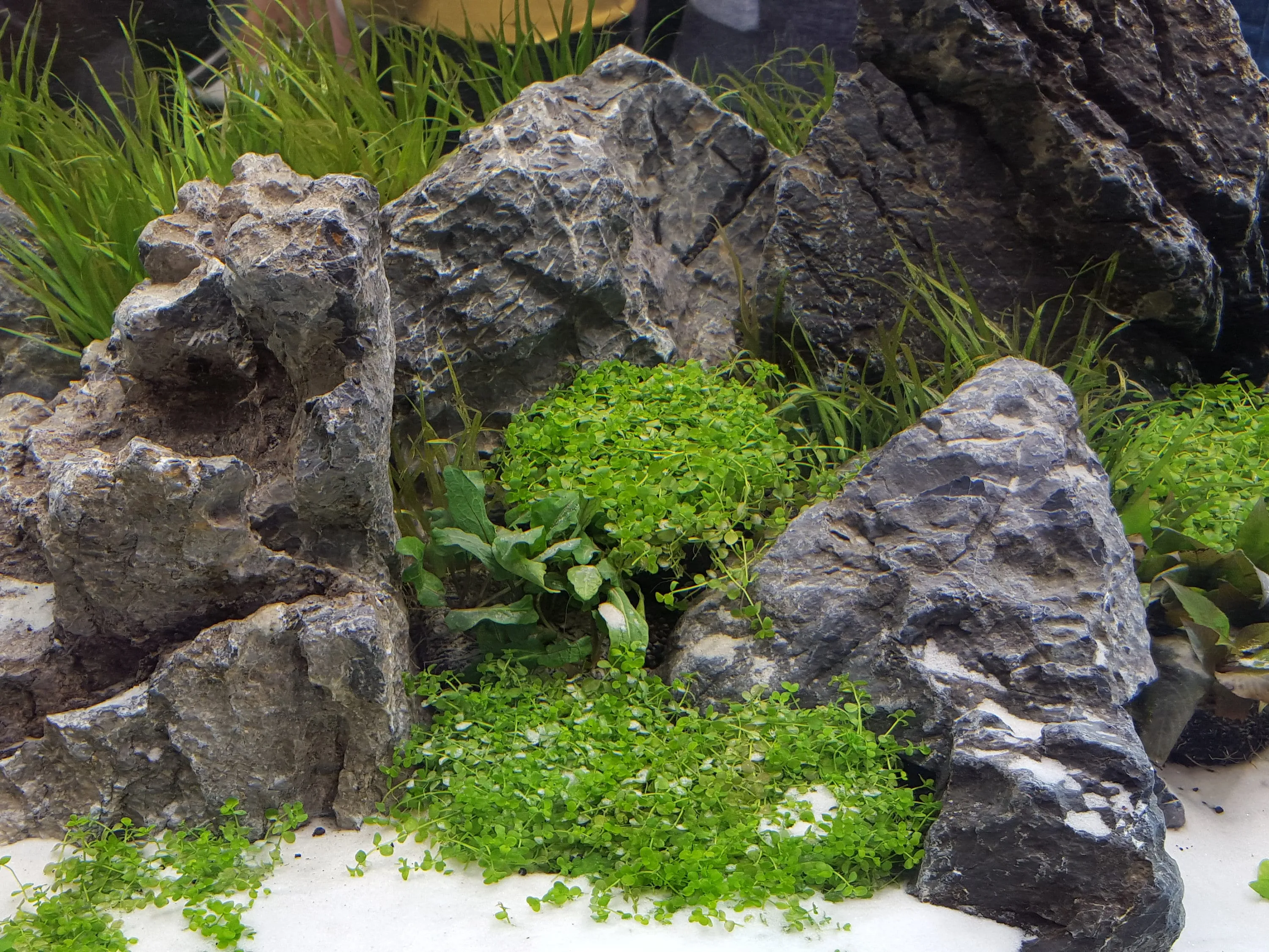 Seiryu Stone Freshwater Mixed Sizes