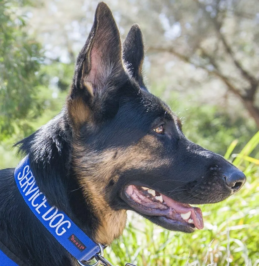 Service Dog Blue Dog Collar